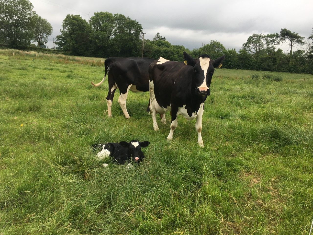 'A May-calving cow will cost you €200/head more compared to a February calver'