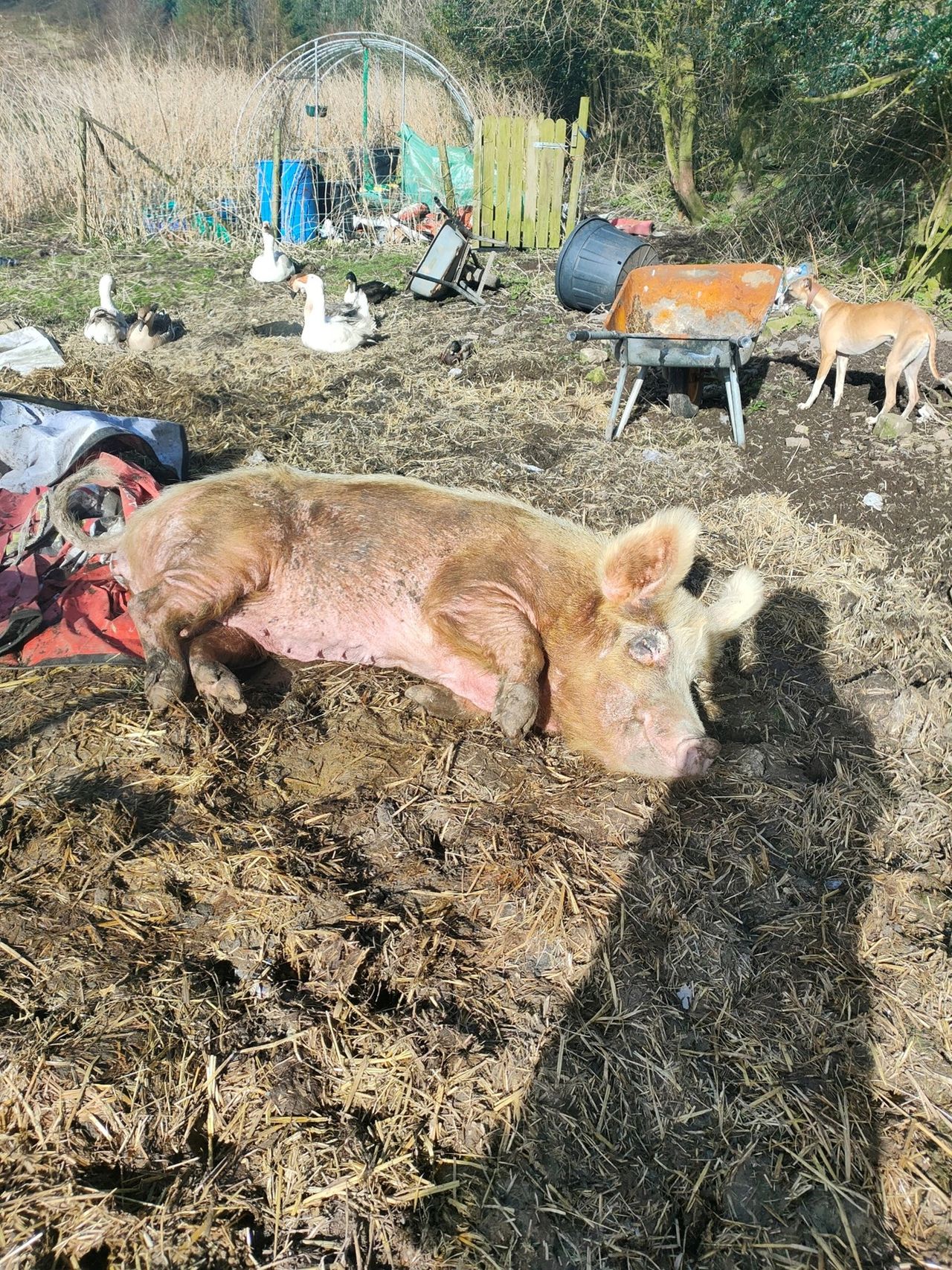 Custodial sentence suspended for former animal sanctuary operator - ISPCA