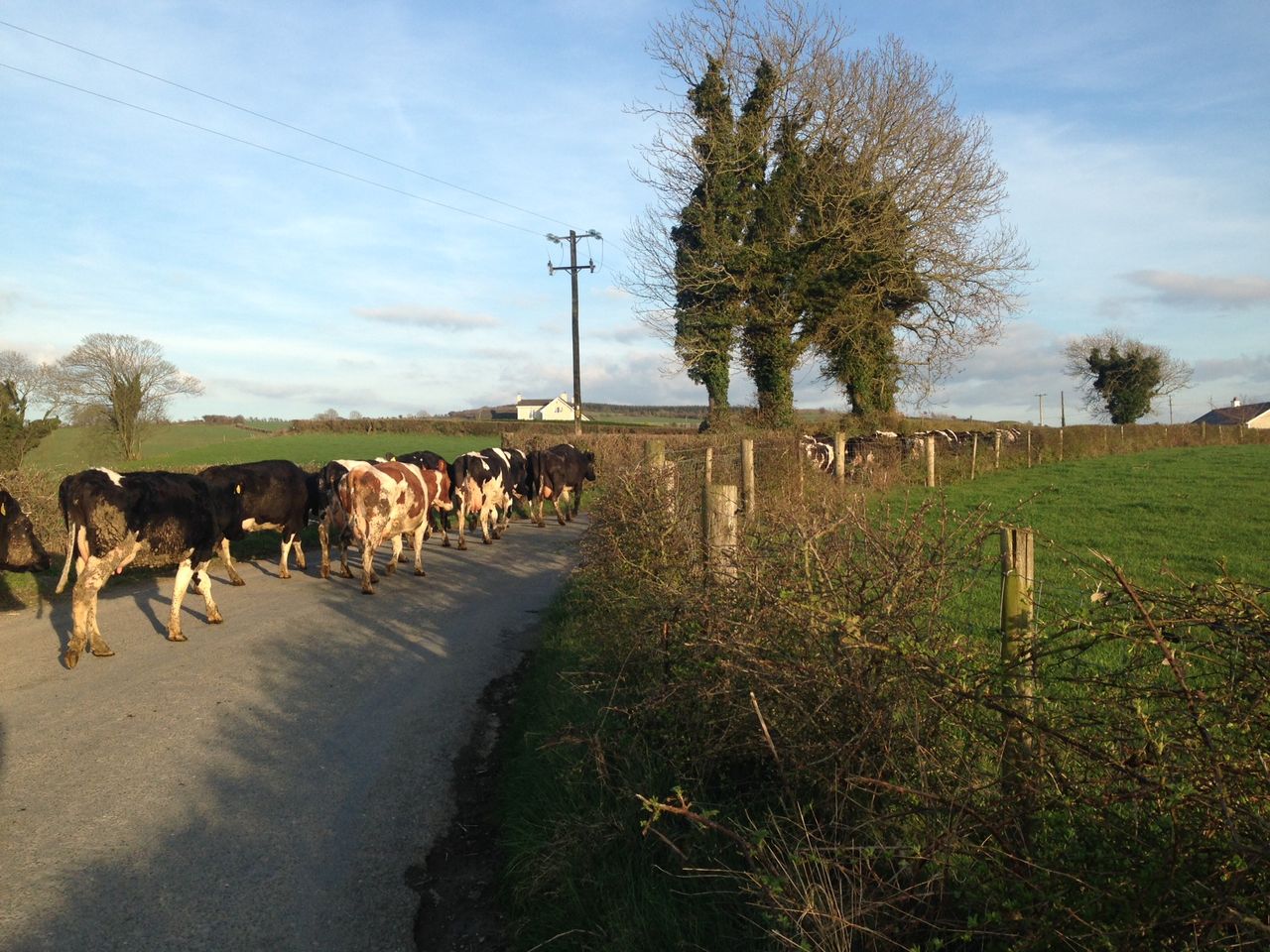 Who in Europe will challenge Ireland in milk production?
