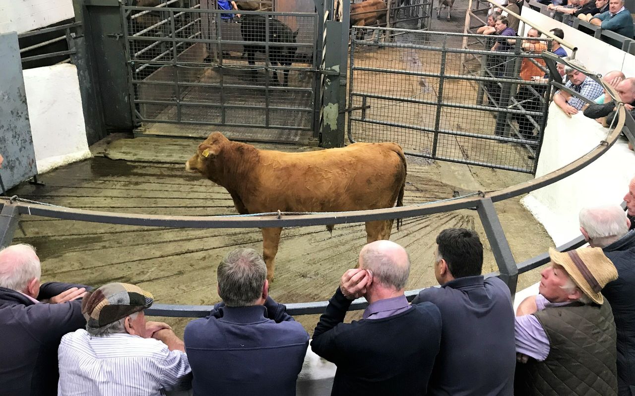 Pics and prices: Bulls popular, but heifers harder sold at Carnaross Mart