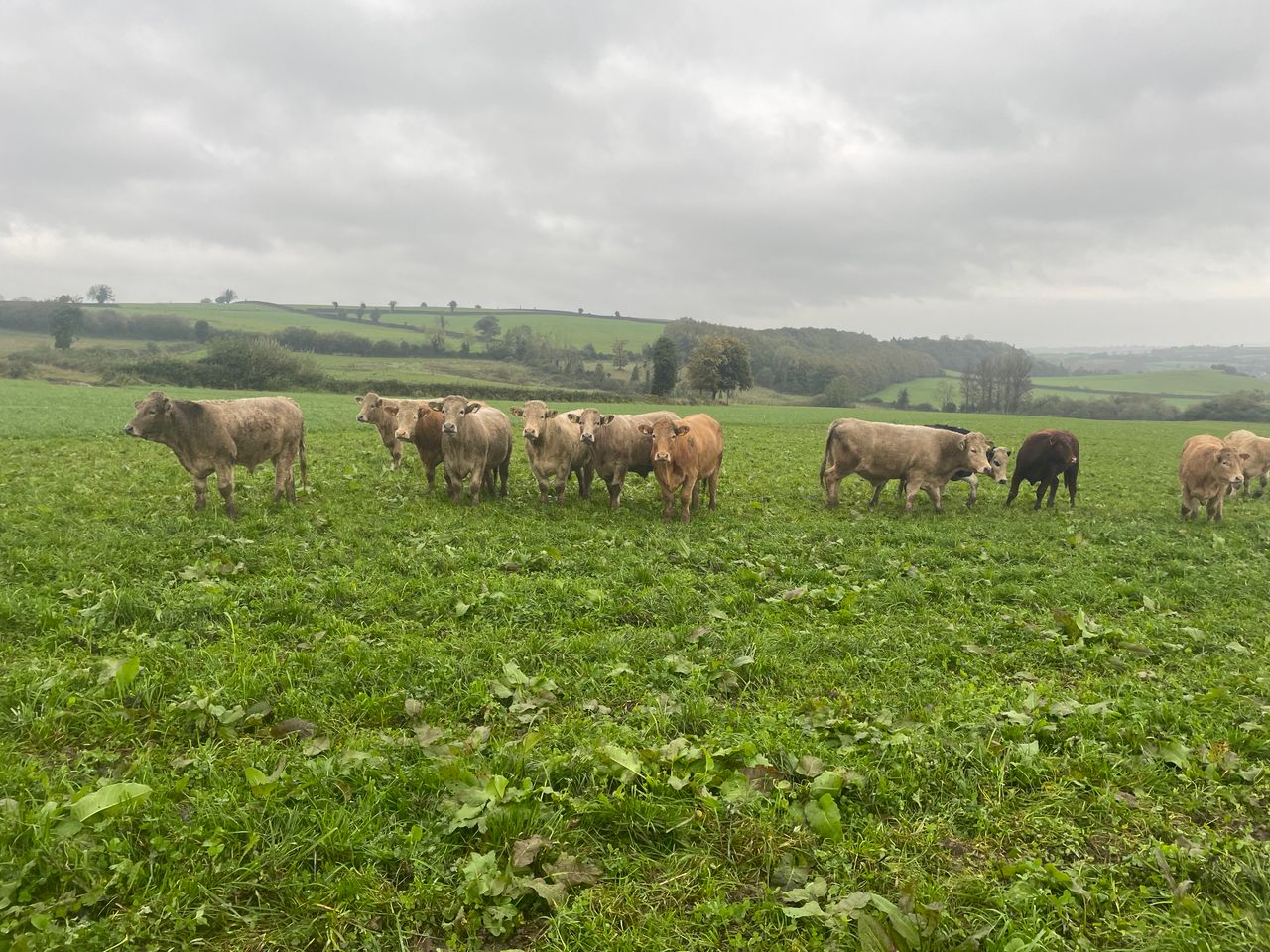 €500/bullock net margin on Laois beef and tillage farm