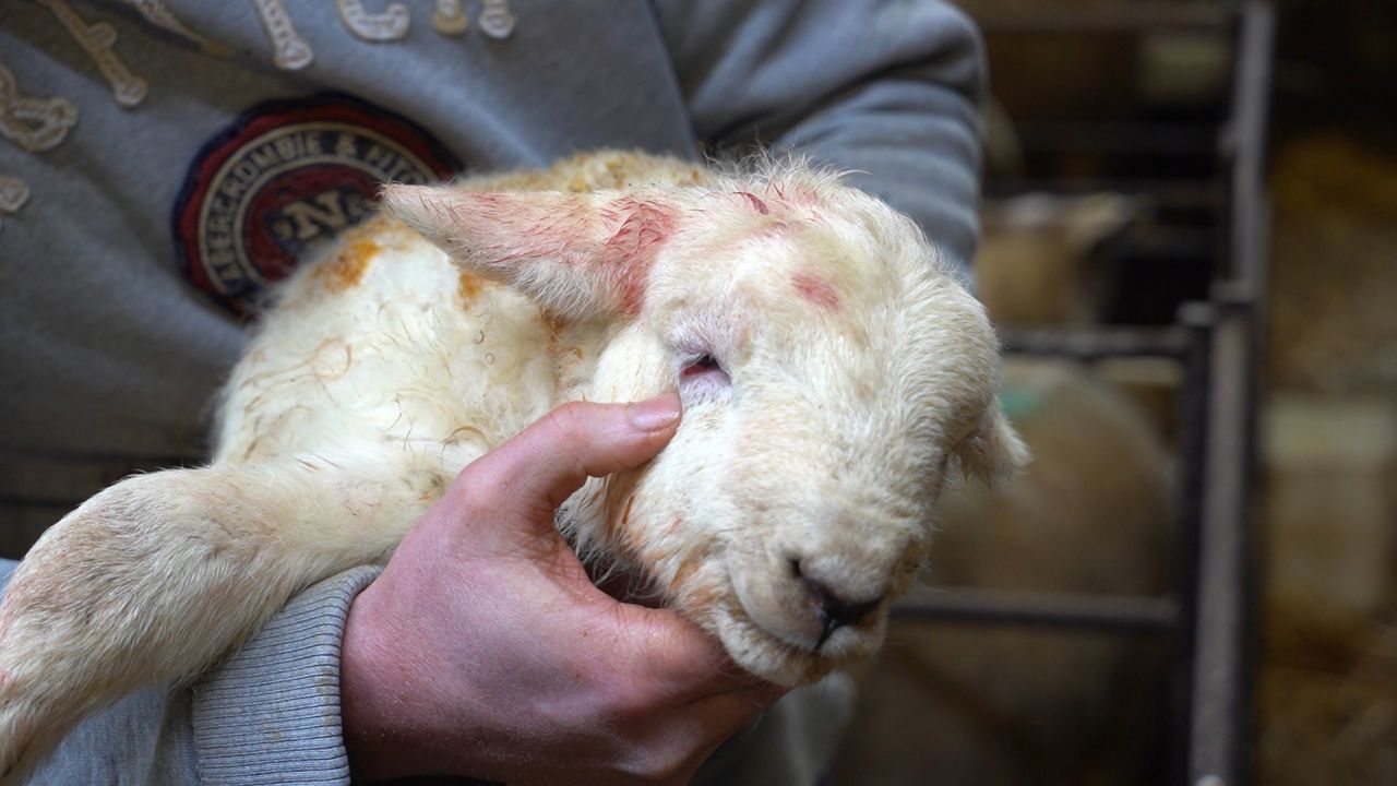 Watch: How to fix a folded eyelid on a new-born lamb in seconds
