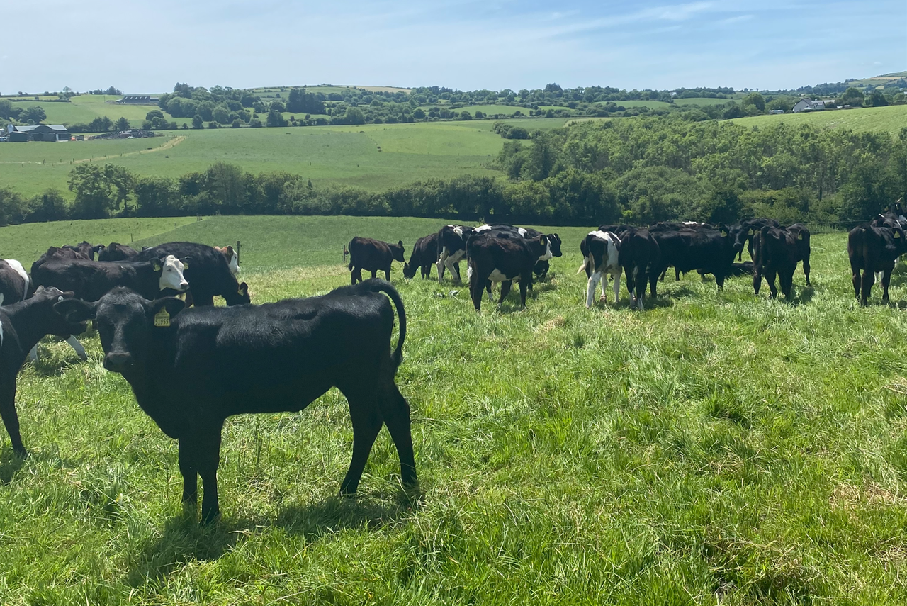 ABP Monitor Farms: Update from Cork dairy and beef farm