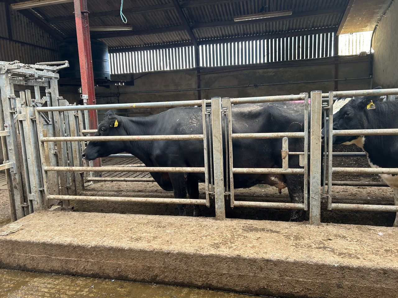 The importance of carrying out vaccinations ahead of breeding