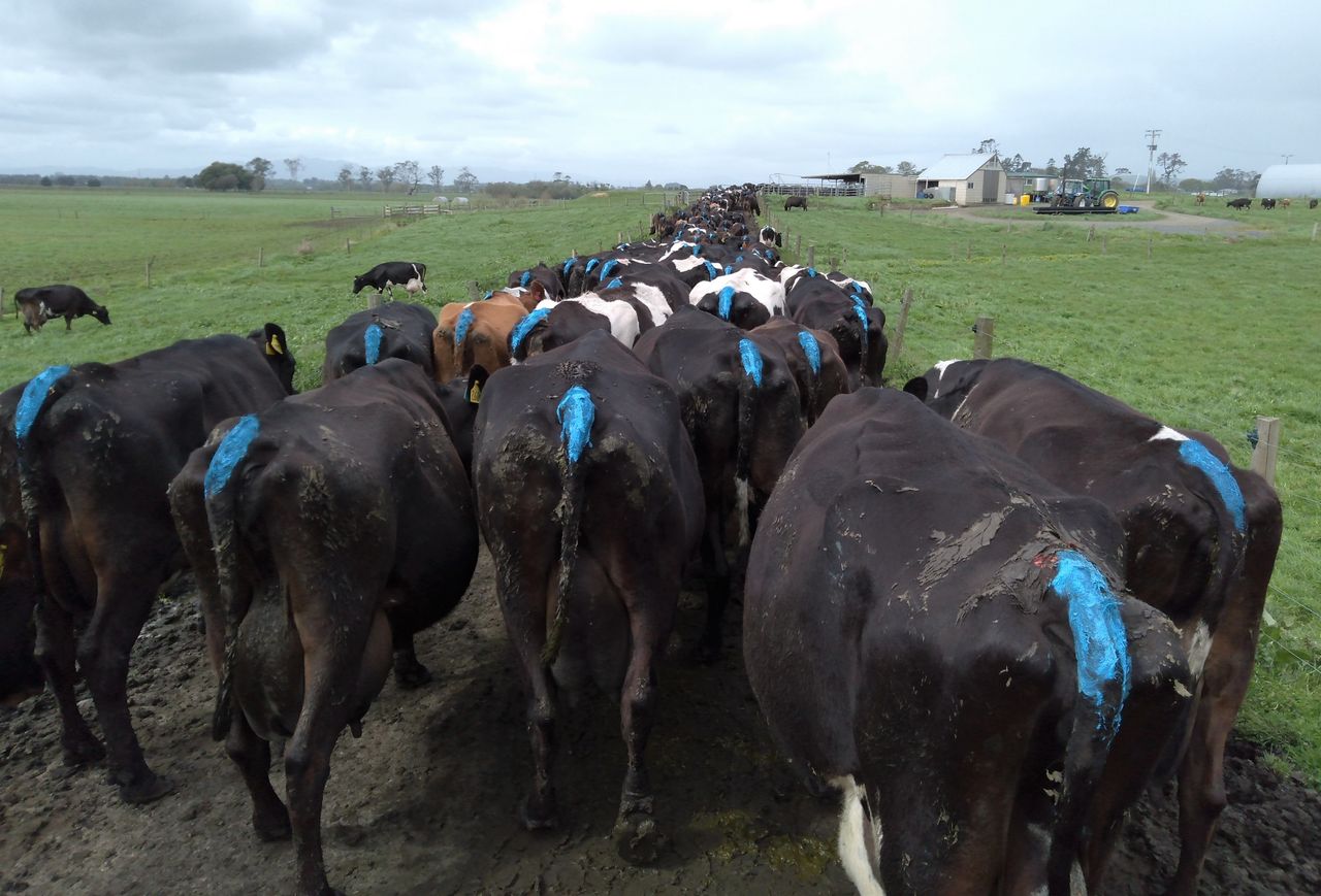 Kicking off the breeding season on a 670-cow farm in New Zealand