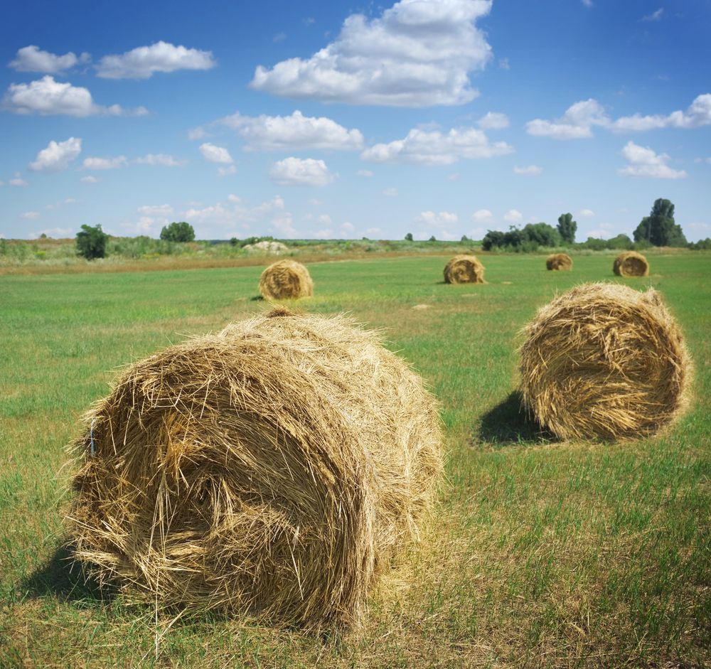 Budget to benefit farmers with expansion on their minds