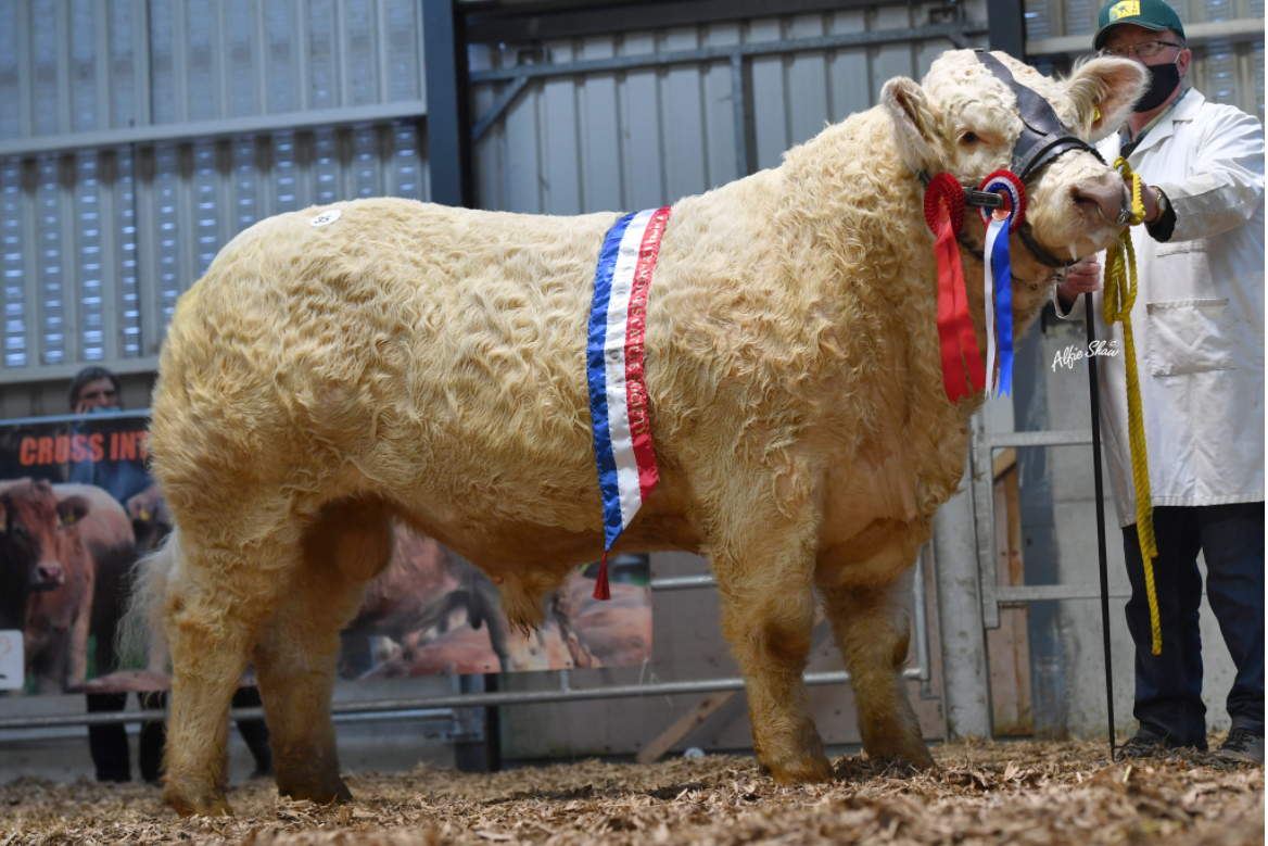 Premier Charolais show and sale in Elphin this Saturday
