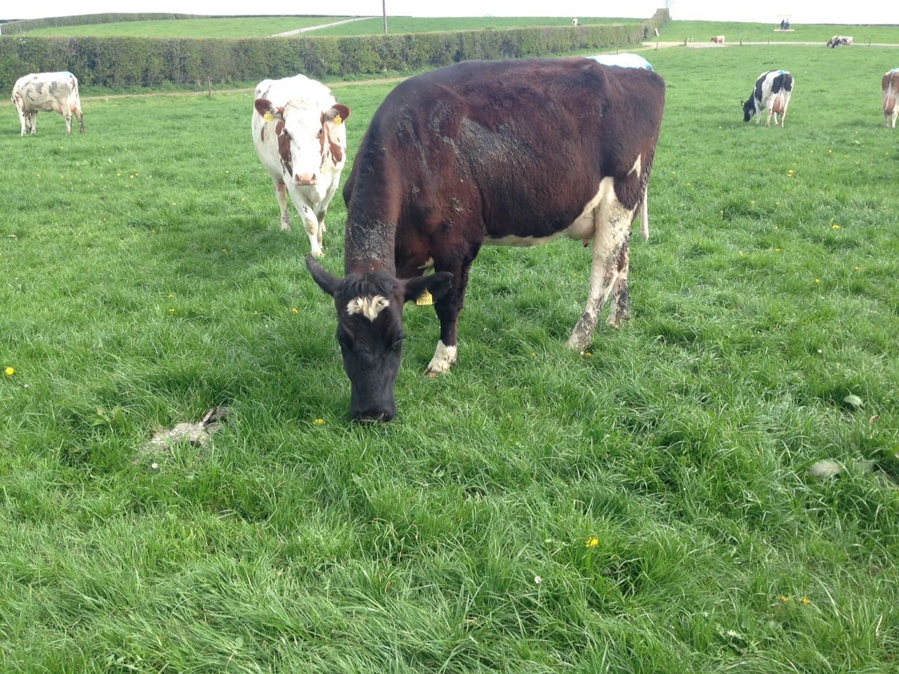 'I had a herd of infertile cows and a farm that wouldn’t grow grass'