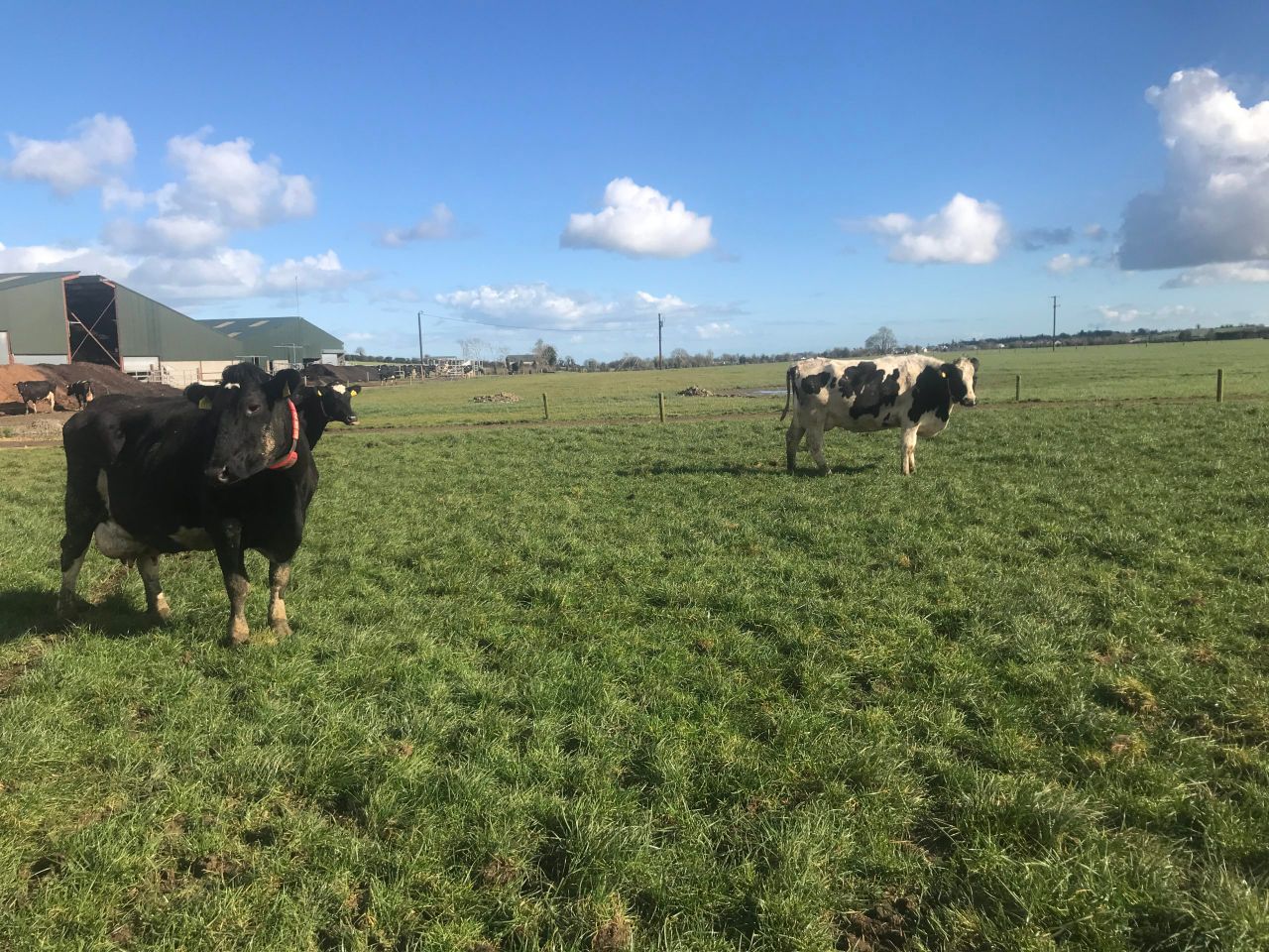 Dairy Focus: Synchronising 480 cows in Co. Louth