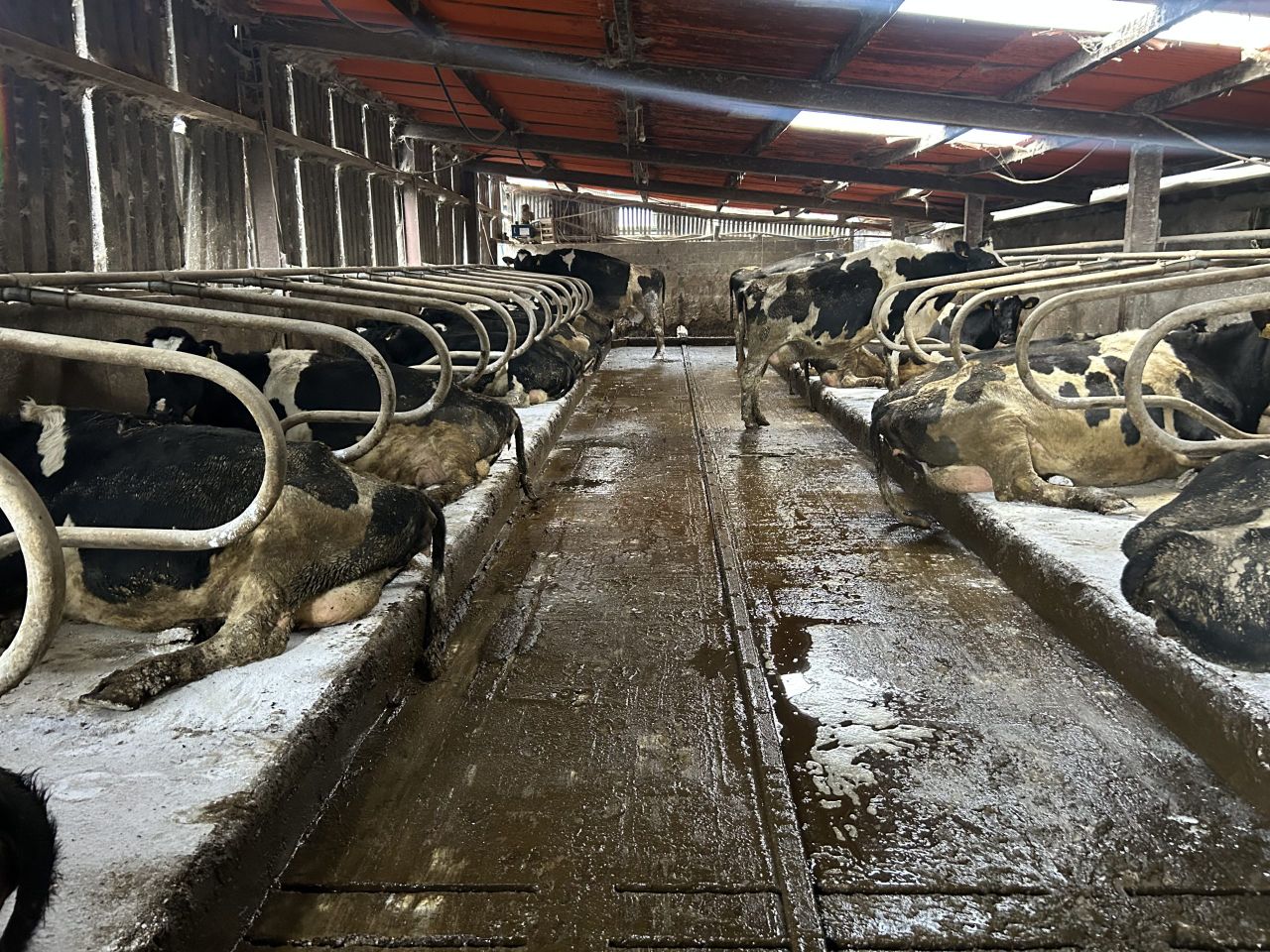 Dairy advice: Mastitis risk increases as calving looms