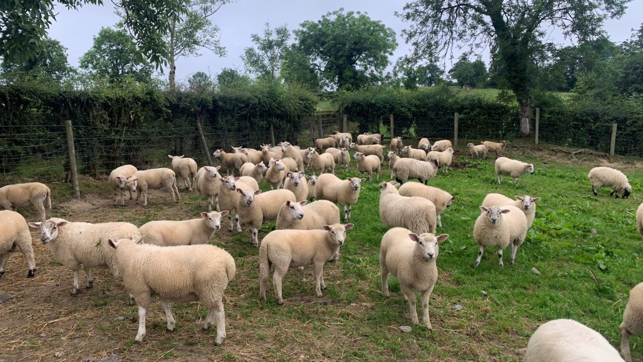 Sheep trade: Prices hold firm as spring lamb quotes rise in cases
