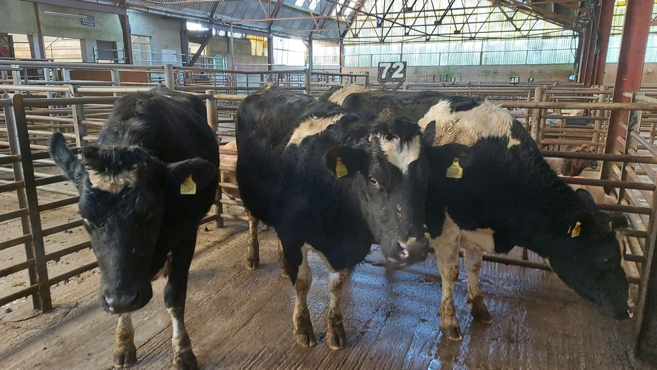 First dairy sale of the year at Enniscorthy Mart