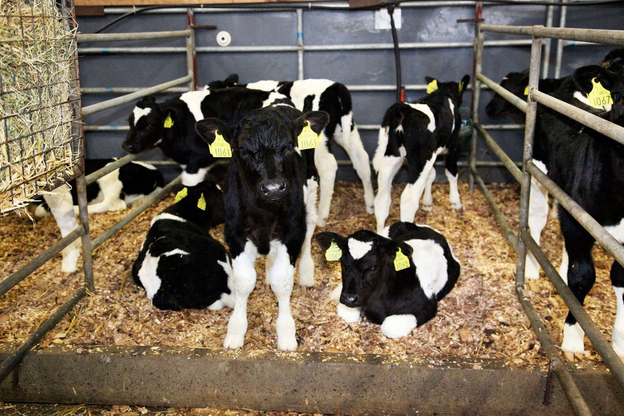 First dairy calving statistics of 2019