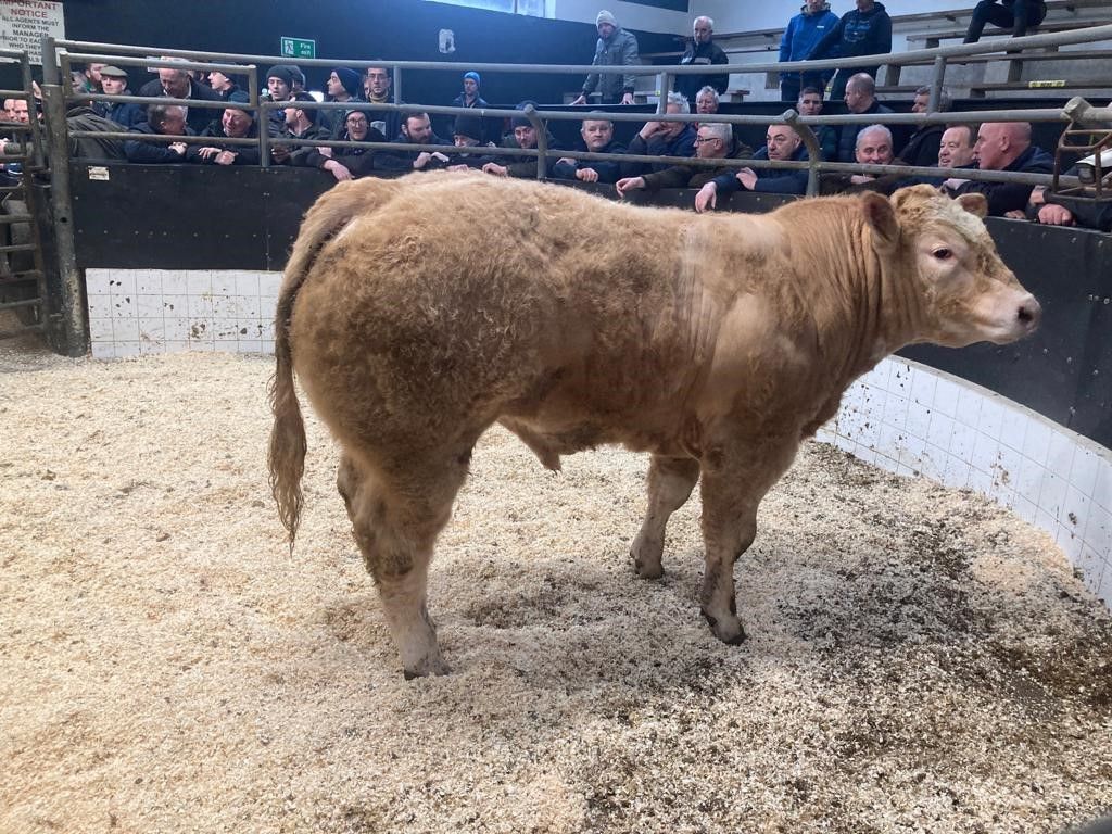 Record year for Elphin Mart with revenue of €27.7m