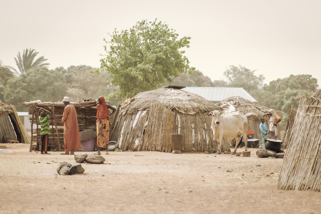 Developing countries need smarter collaboration on livestock sector - expert