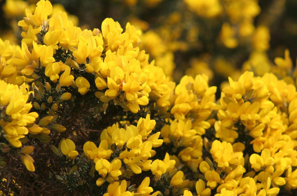 Concerns raised for 'innocent farmers' penalised after gorse fires