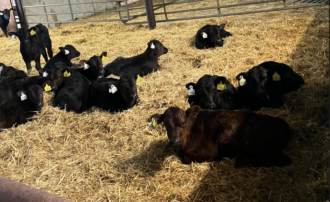 Sellers and buyers of better calves 'team up' in new initiative