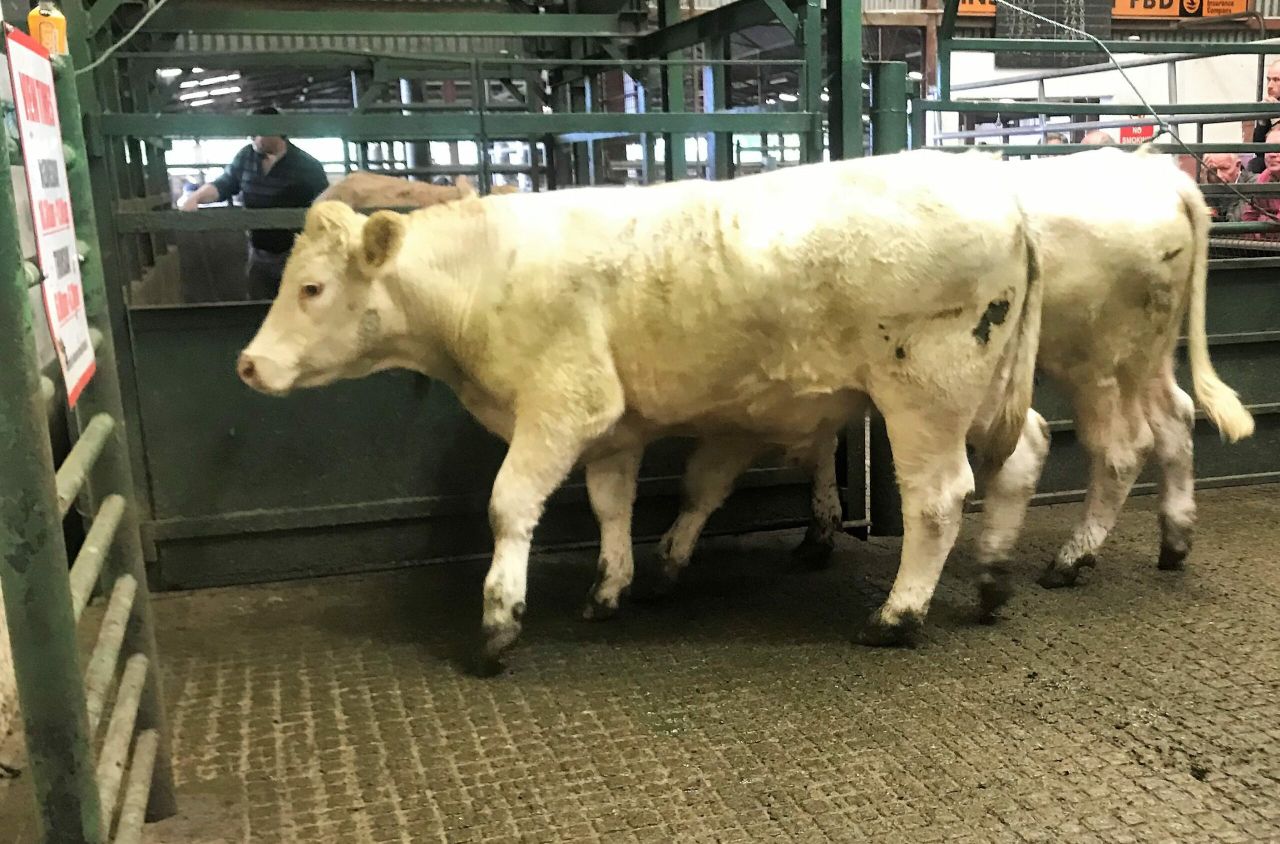 Mart report: 'Powerful demand' for cattle at Ballinakill Mart