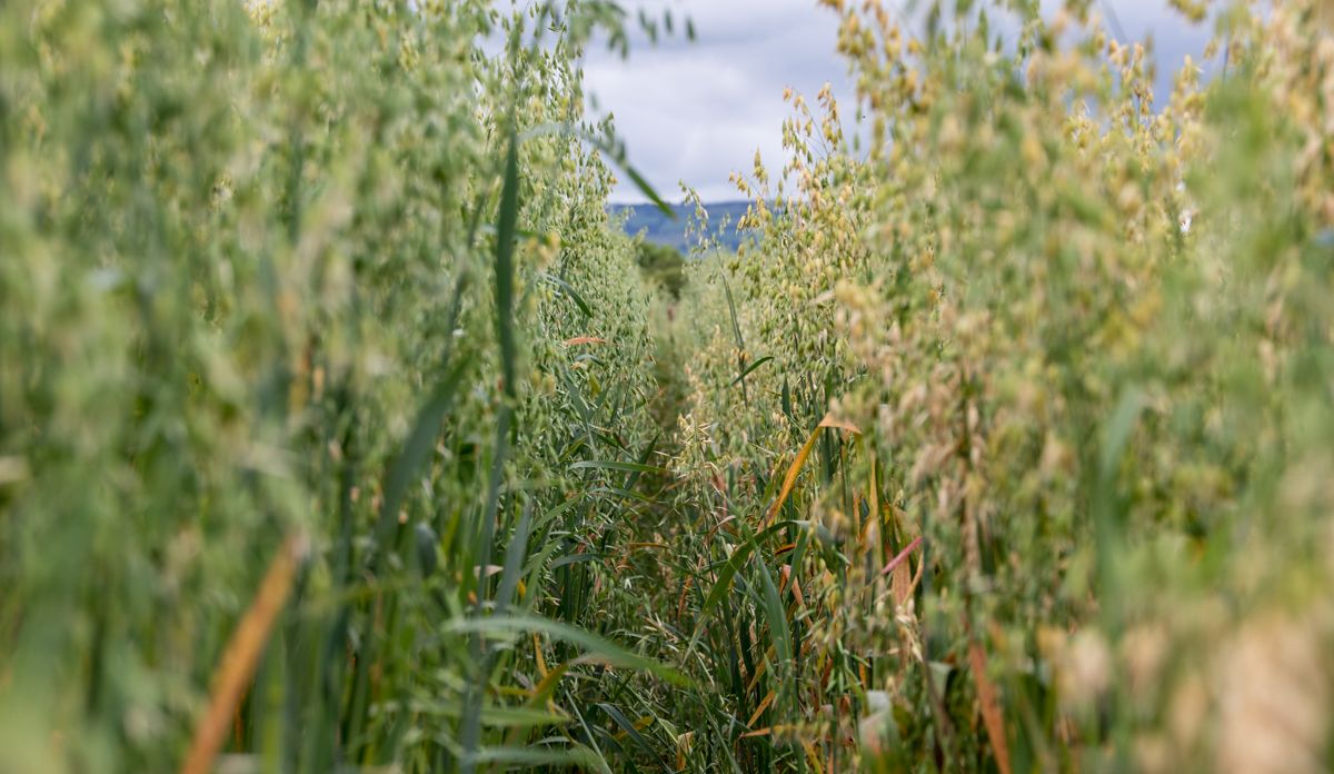 62% of tillage farms 'economically viable'