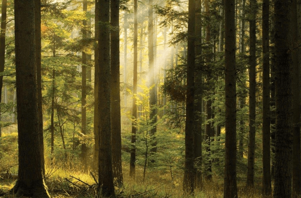 Budget 2025: €91 million to go towards forestry next year