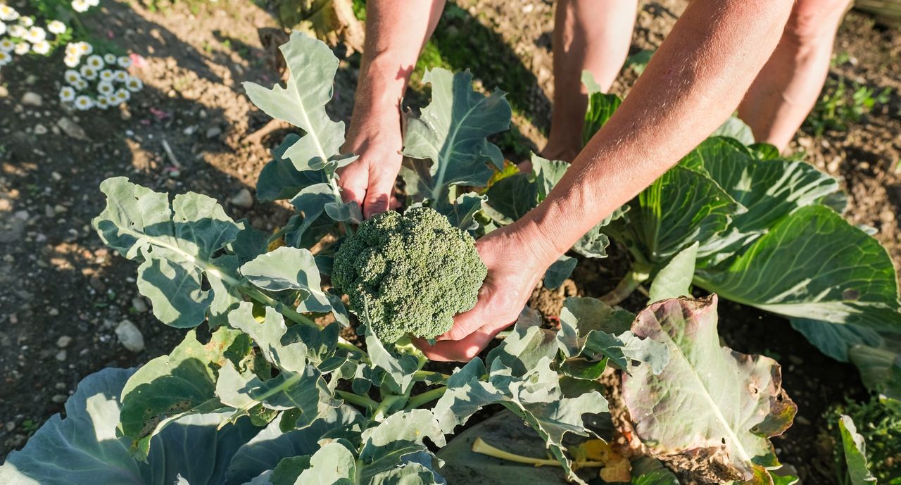 Applications for EU Organic Awards to open shortly