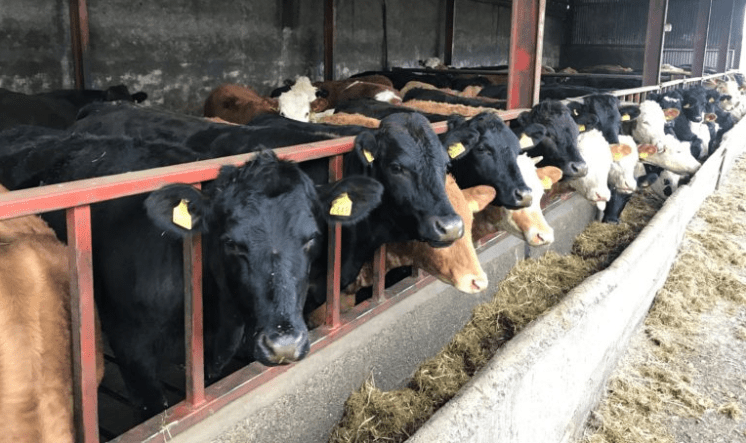 Tough 2018 takes toll on cattle farm incomes
