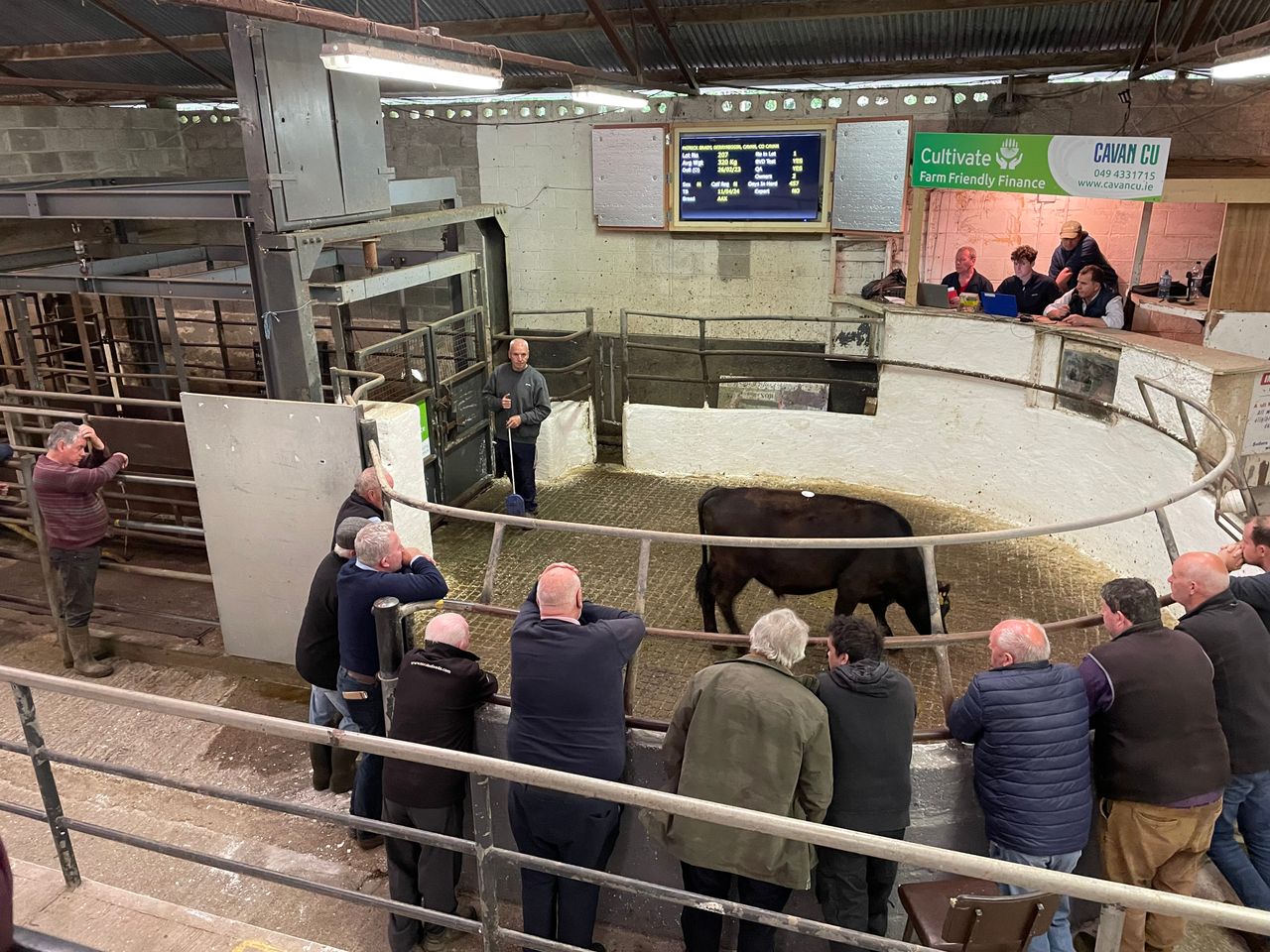 Mart report: Latest look at cattle trade and prices