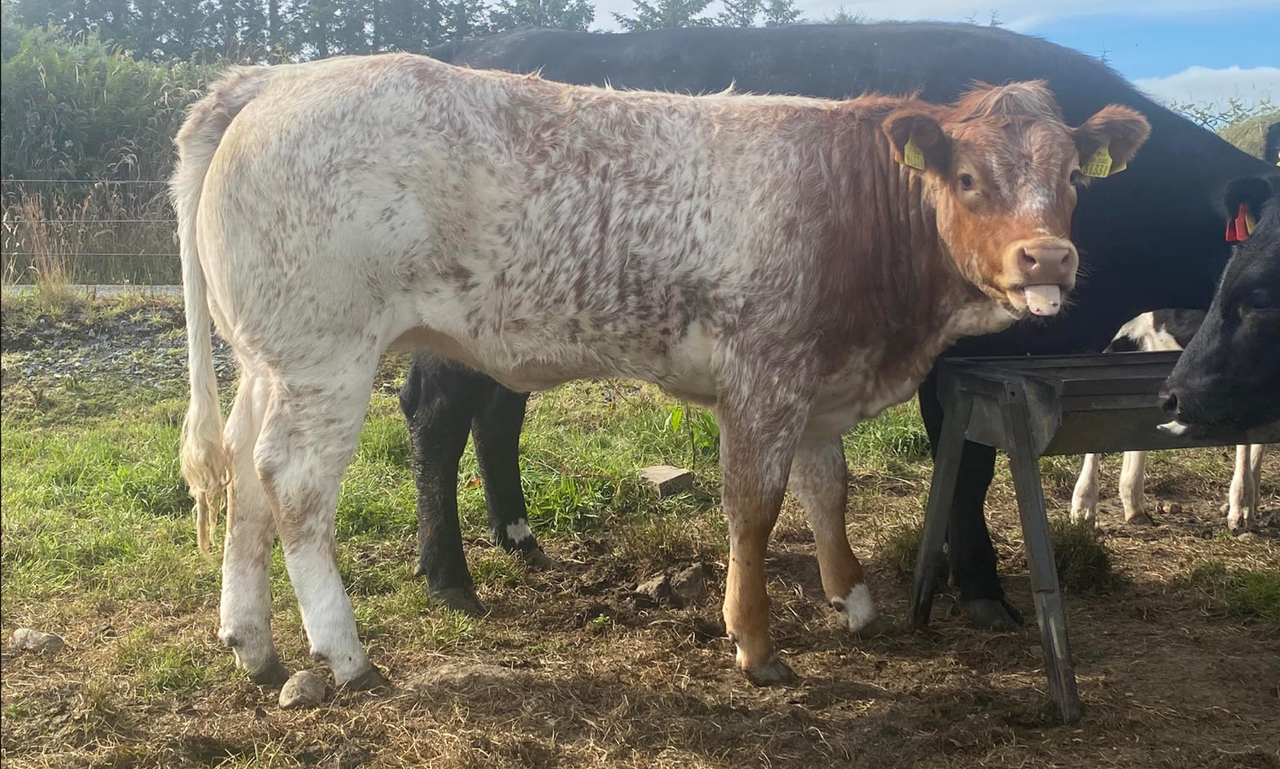Shorthorn Society rolls out 2024 'Breed A Roan Scheme'