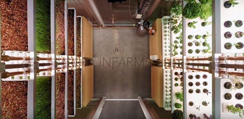A supermarket is growing its own vegetables - in the aisle!
