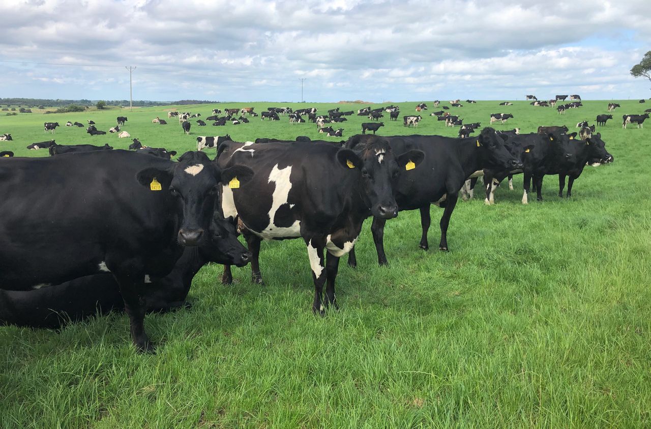 Dairy throwback: Starting from scratch and growing to 257 cows in Co. Westmeath