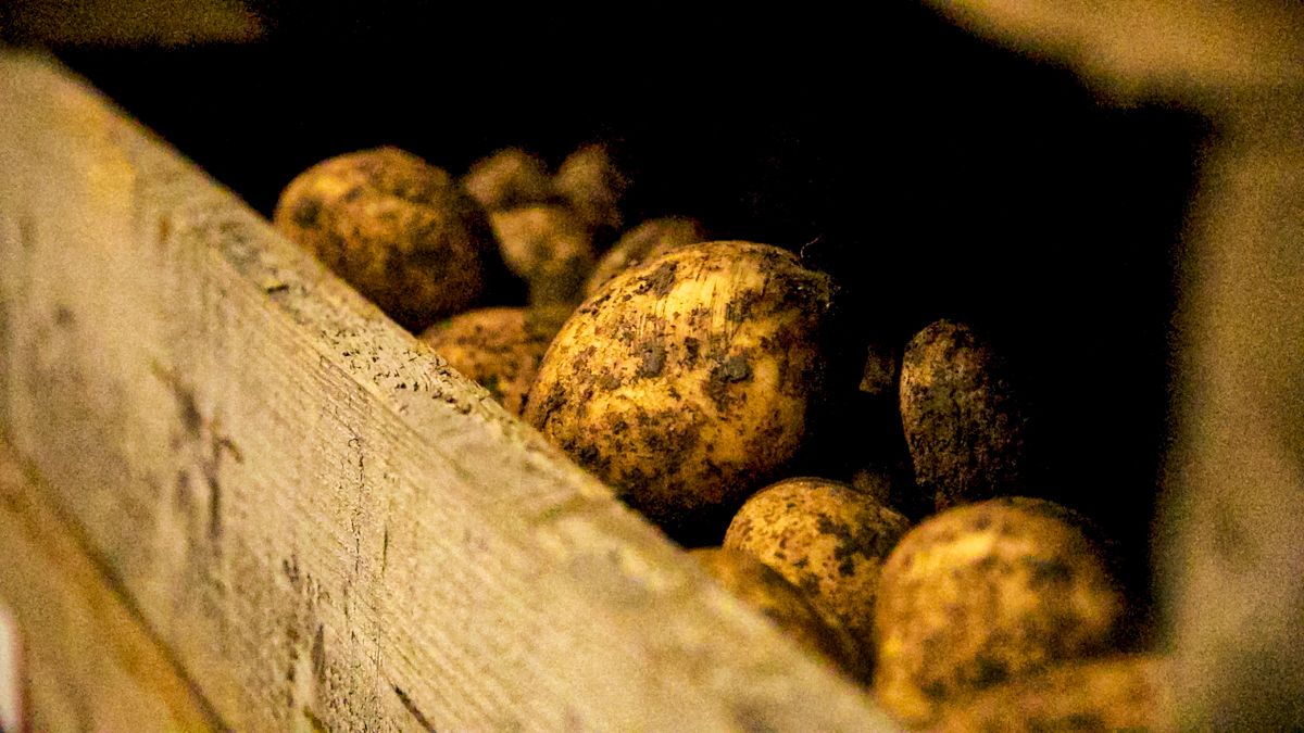 Met Éireann warns of potato blight risk across 8 counties