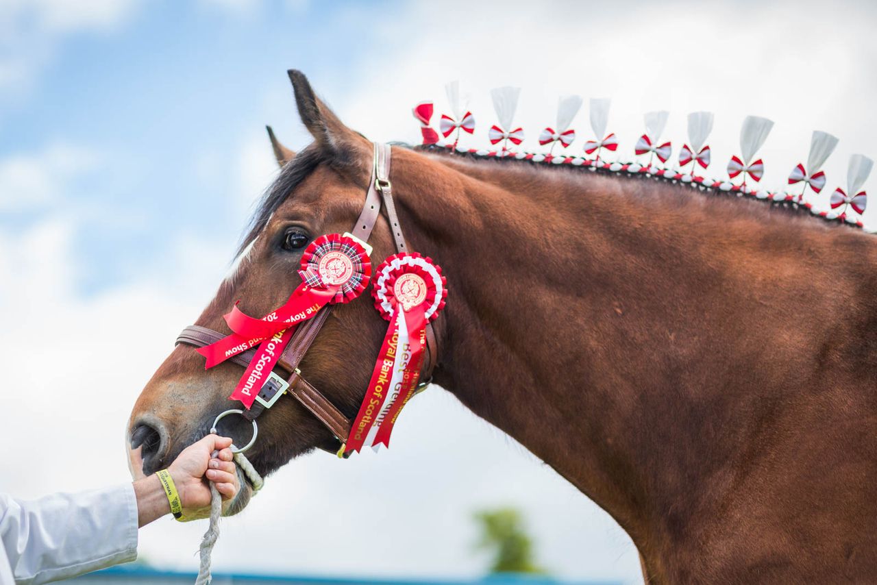 Royal Highland Showcase reveals equestrian entry figures