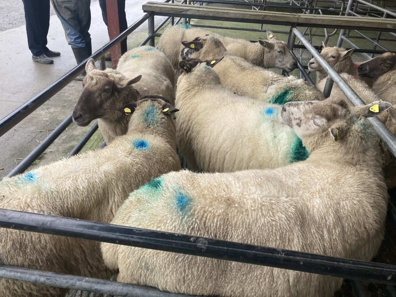Small numbers of in-lamb ewes appearing at marts