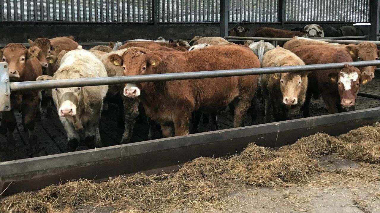 Factory quotes: Steer base price up 20c/kg and rising