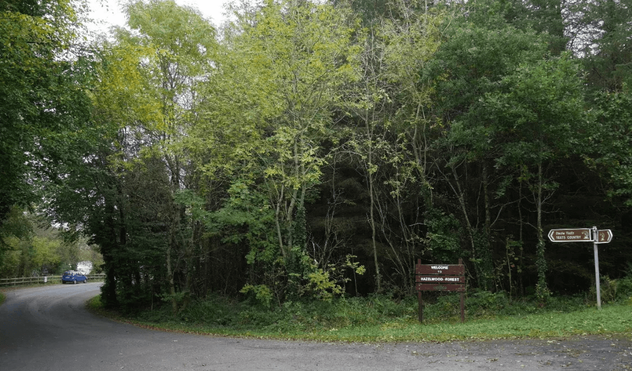 Coillte to spend €500,000 on Sligo woodland restoration