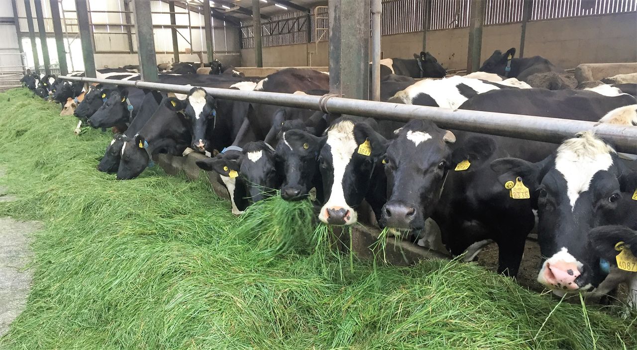 Excessive ban on antibiotics would 'threaten health and welfare of animals' - experts
