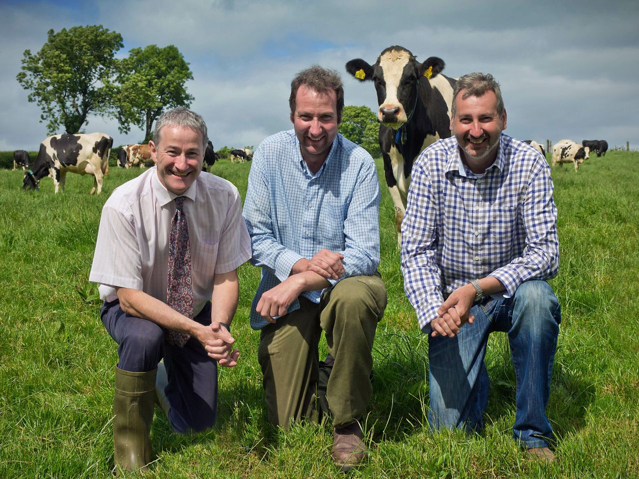 Concentrate feeding for cows
