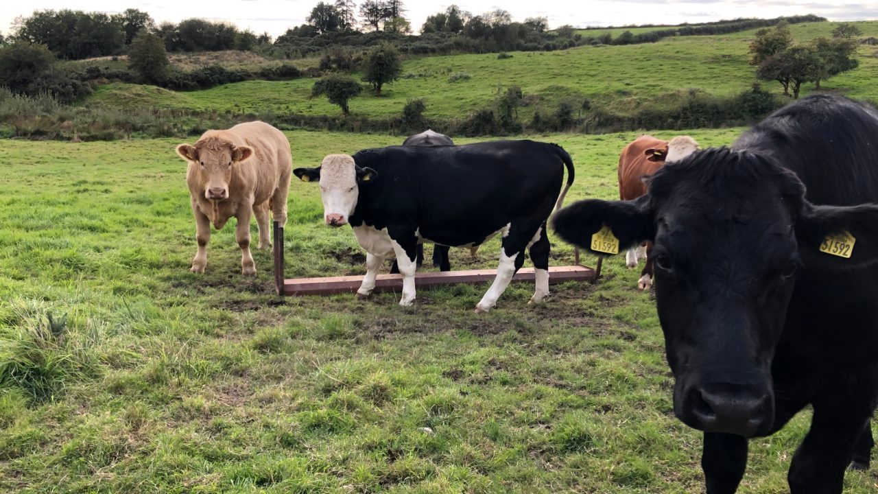Beef kill: Supplies steady but no rush of cattle expected