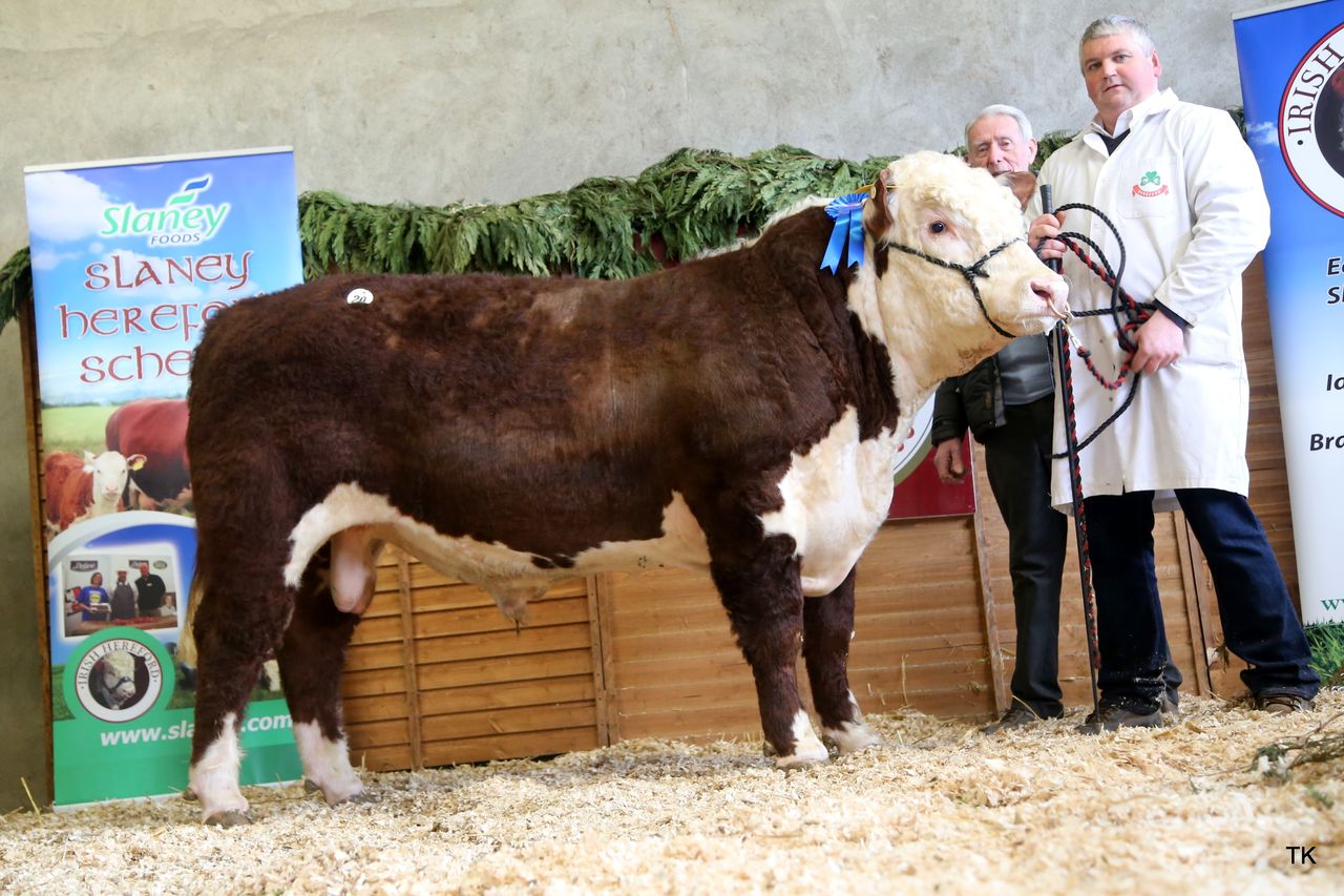National Hereford Calf Show set for this Sunday