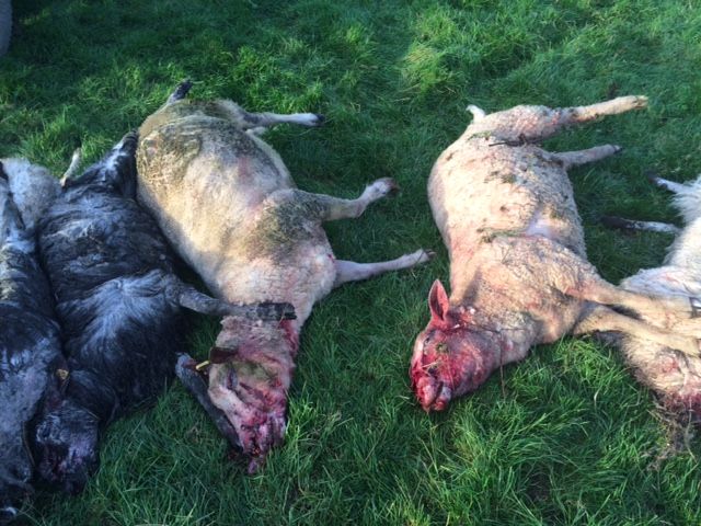 Warning Graphic Pics: Dog attack on pedigree sheep flock costs farmer €3,500