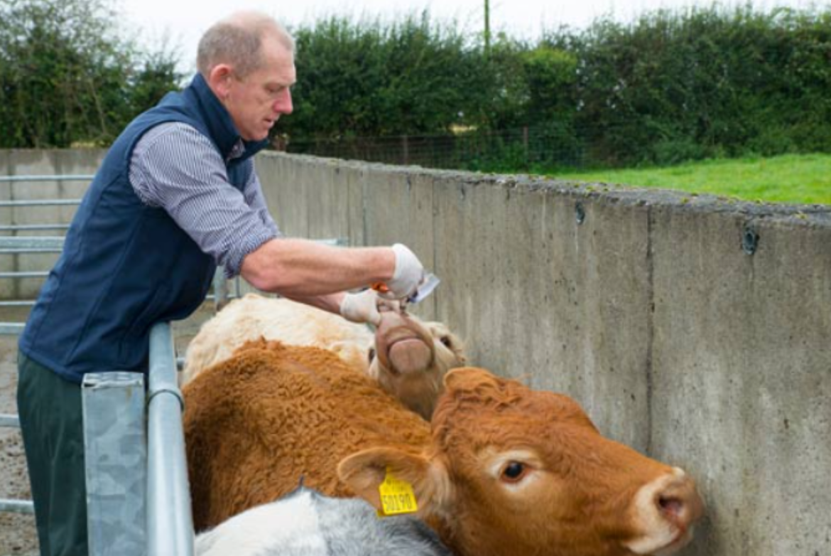 Vet shortage: a new model of practice is needed - Veterinary Ireland president