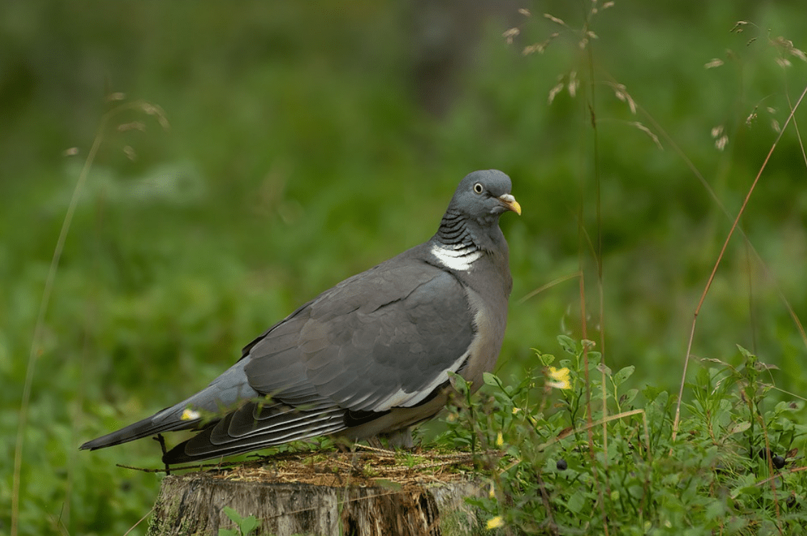 Wild bird shooting derogation extended to end of year
