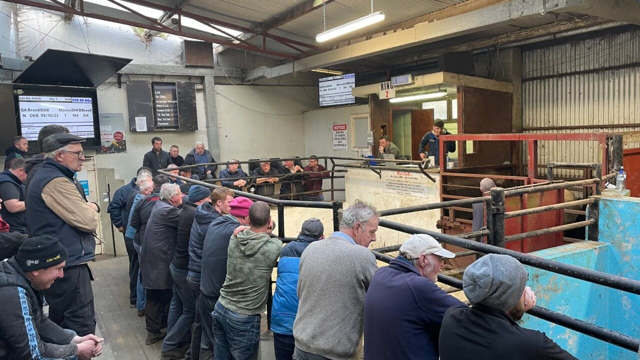 Heifers reach €4,300 at Ballybay Mart fatstock sale