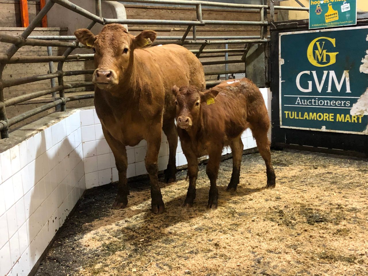 Pics and prices: Suckler pairings reach €2,400 in Tullamore Mart