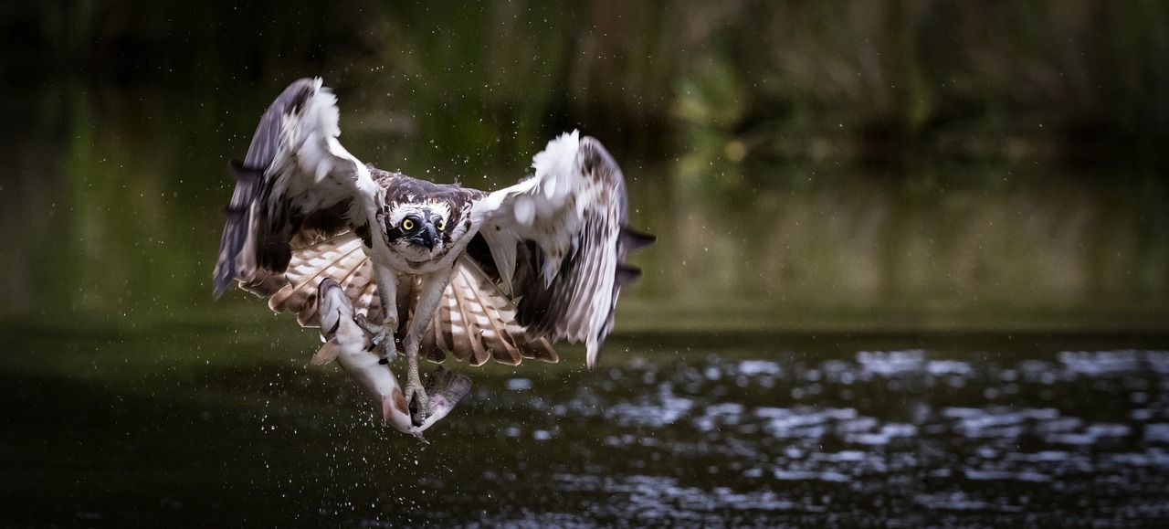 19 osprey chicks arrive in Ireland to be released as part of reintroduction programme