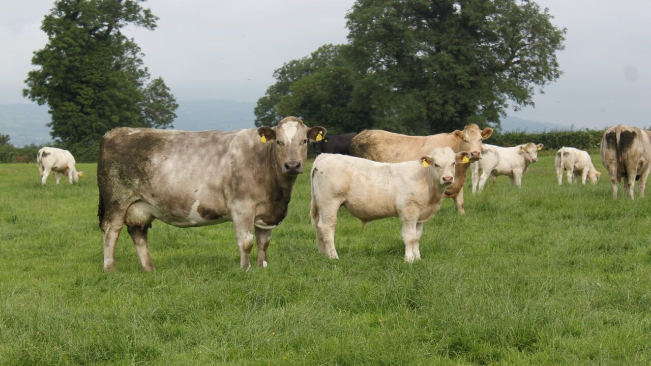 ICBF: Large number of herds still to record SCEP weights