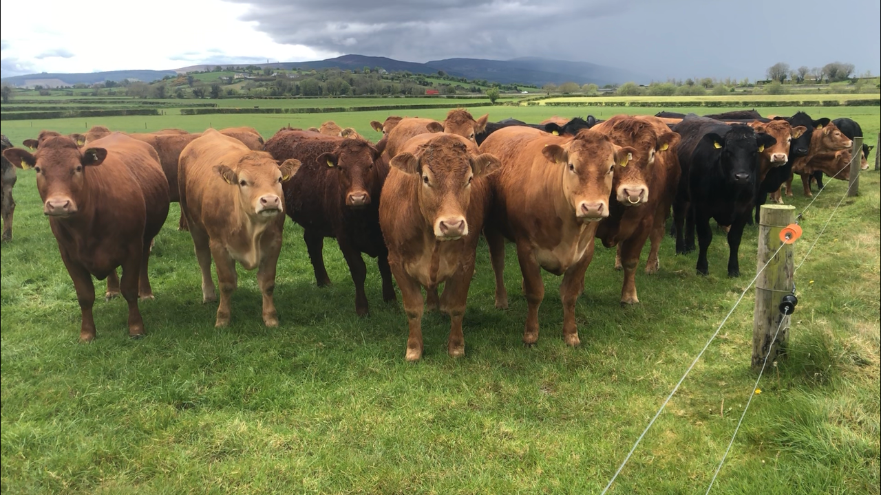 Beef Focus: Limousin genetics come to the fore in this 90-cow suckler herd