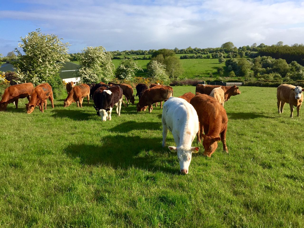 Future farm income crises must be prevented - EU Farmers