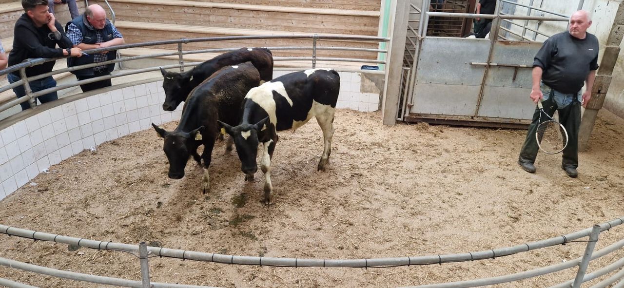 Calf trade: Reared calves make €585 at Enniscorthy Mart