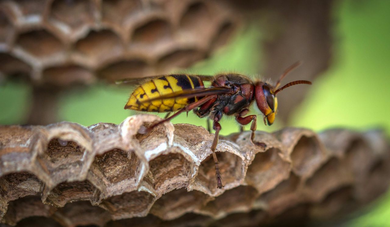 Minister asked to consider ban on sale of wasp poison